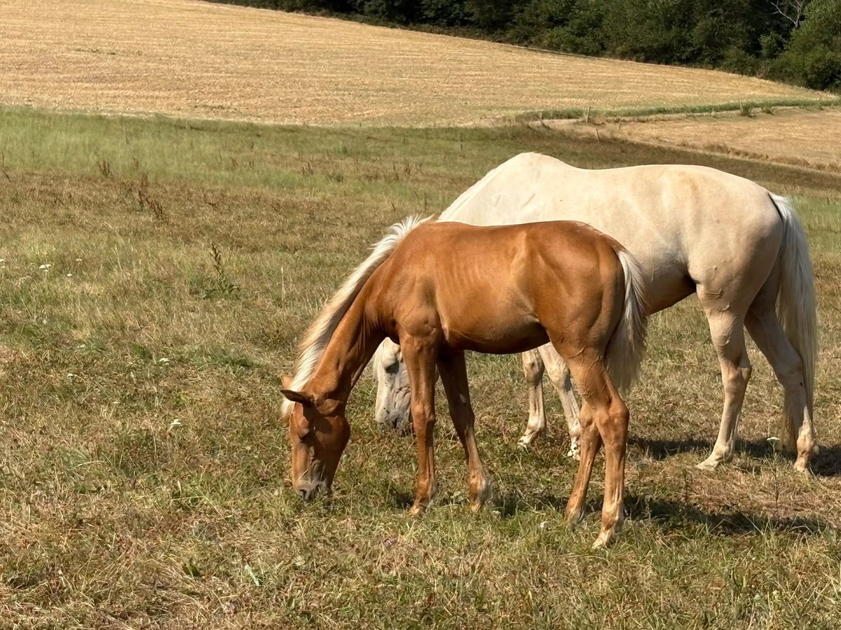 Deutsches Sportpferd, Stute in Heistenbach