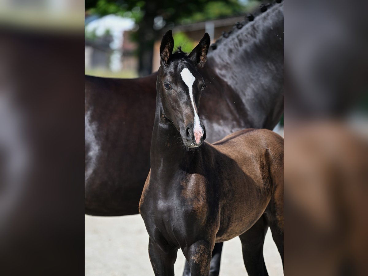 Deutsches Sportpferd Stute Fohlen (05/2025) Rappe in Siegenburg