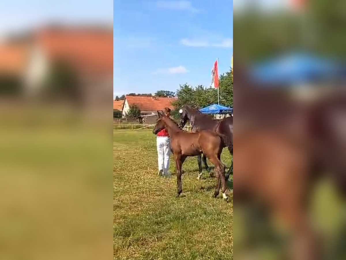 Deutsches Sportpferd Stute Fohlen (04/2024) Rappe in Heiligengrabe