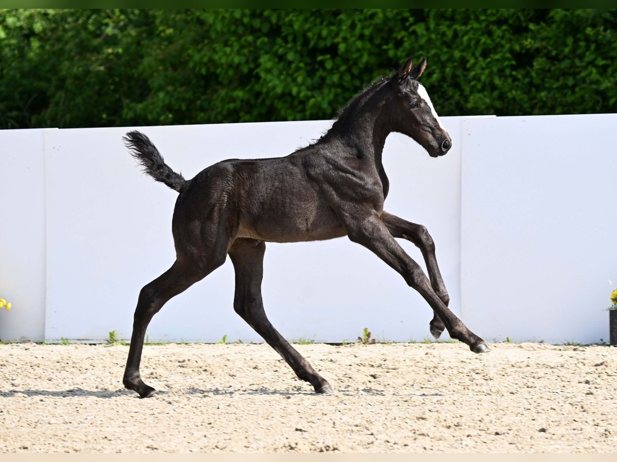Deutsches Sportpferd Stute Fohlen (05/2025) Schwarzbrauner in Gomadingen