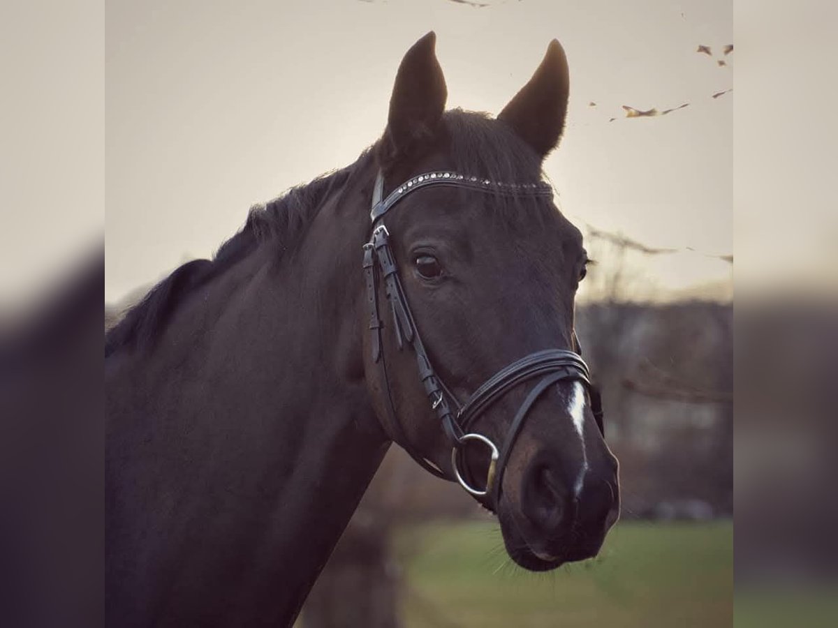 Deutsches Sportpferd Wallach 10 Jahre 163 cm Schwarzbrauner in Gerolfingen