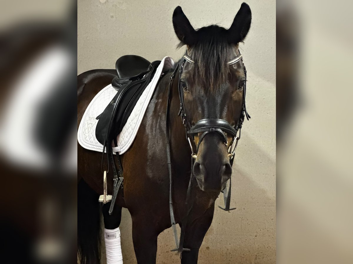Deutsches Sportpferd, Wallach in Kiefersfelden