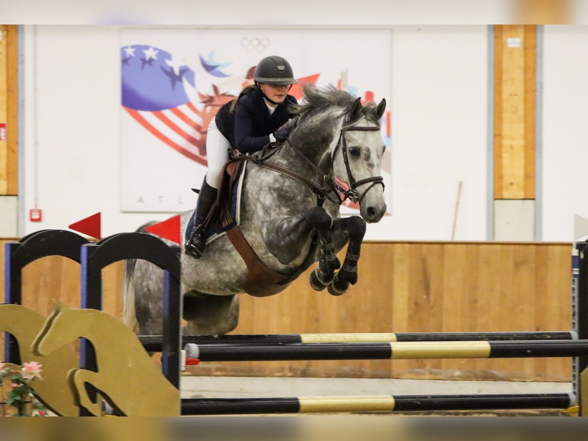 Deutsches Sportpferd Wallach 10 Jahre 168 cm Apfelschimmel in Emsdetten