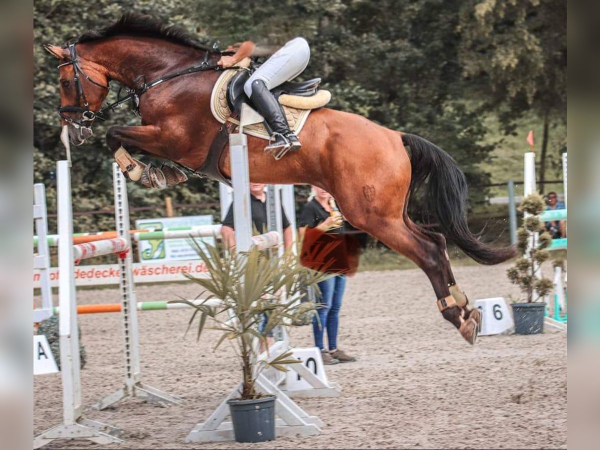 Deutsches Sportpferd Wallach 10 Jahre 168 cm Brauner in Liederbach am Taunus