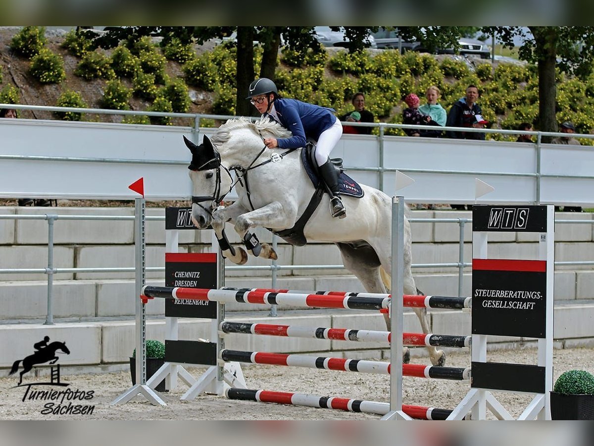 Deutsches Sportpferd, Wallach in Zwönitz