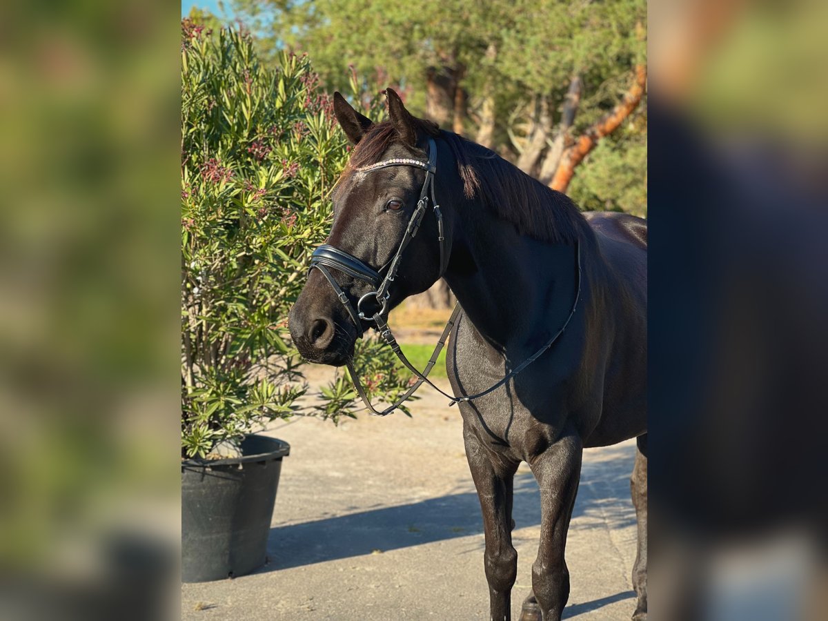 Deutsches Sportpferd Wallach 10 Jahre 168 cm Schwarzbrauner in Falkensee