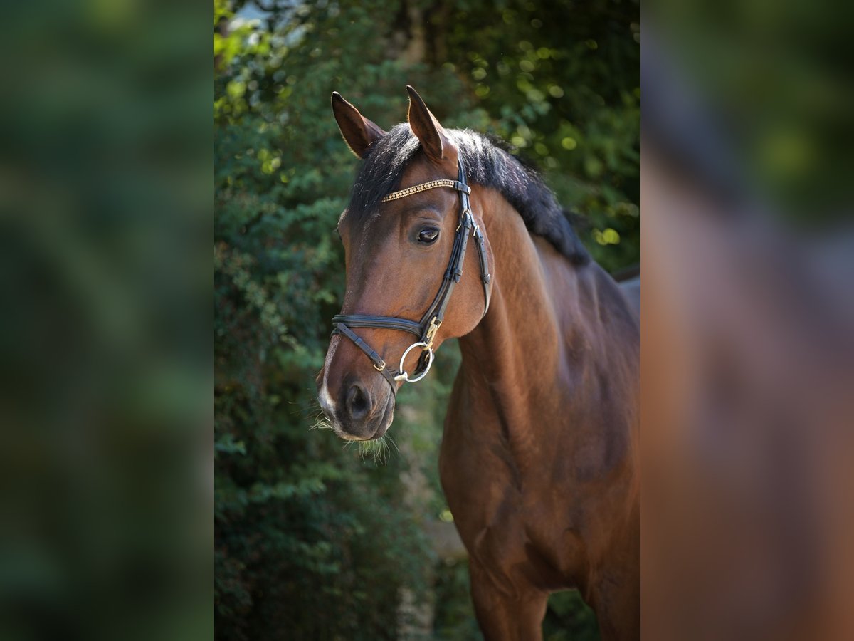 Deutsches Sportpferd Wallach 10 Jahre 170 cm Dunkelbrauner in Ingolstadt