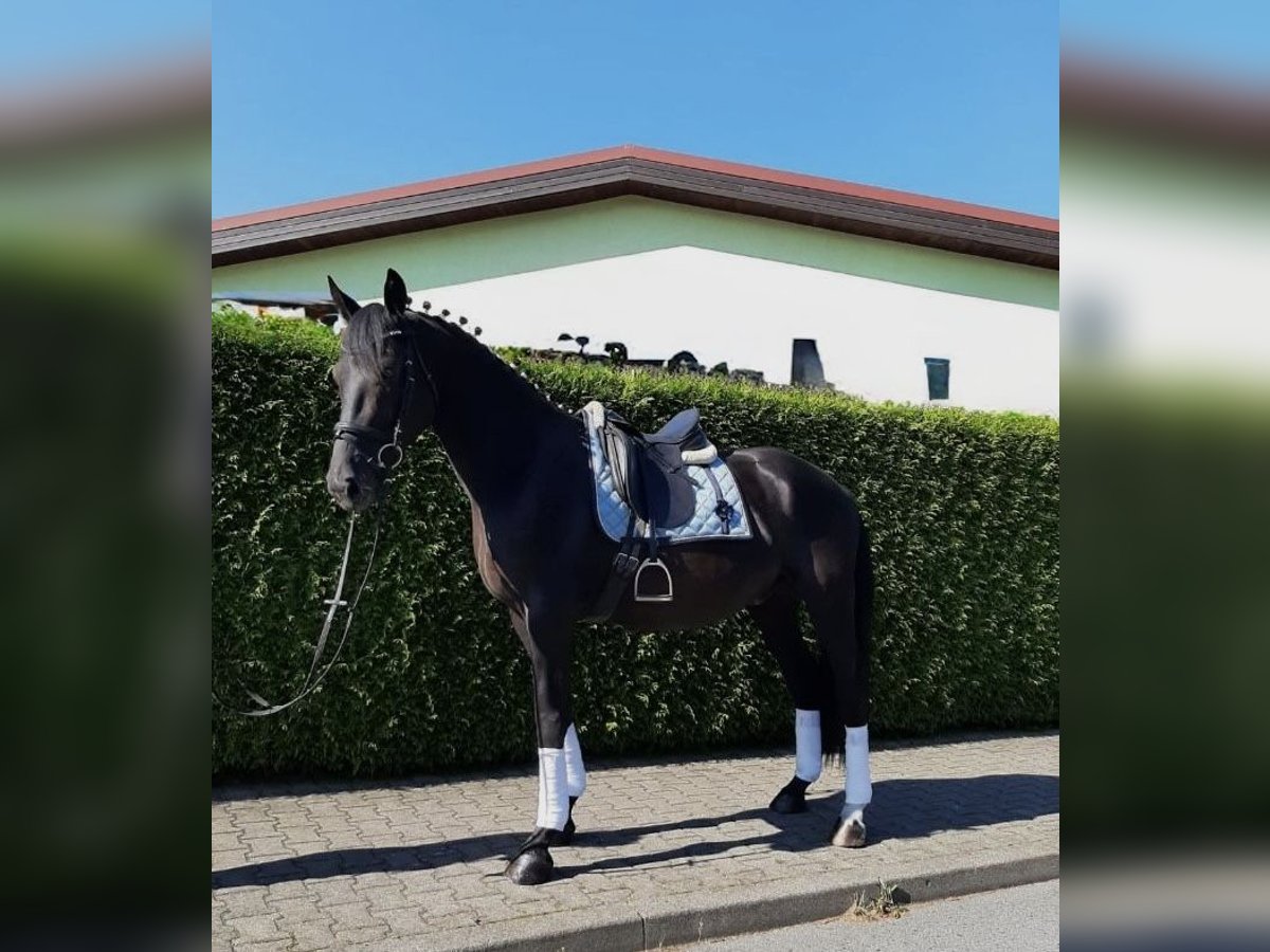 Deutsches Sportpferd Wallach 10 Jahre 170 cm Rappe in Hammersbach