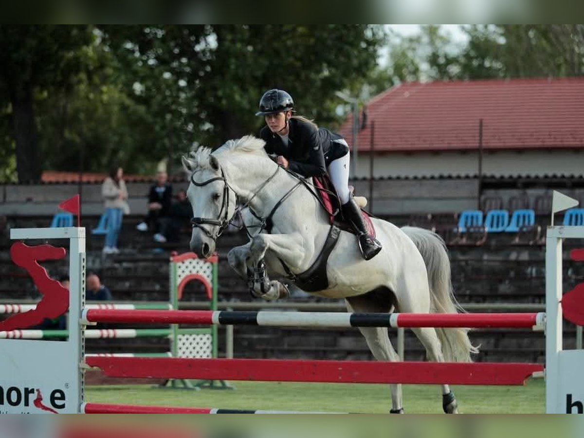 Deutsches Sportpferd Wallach 10 Jahre 171 cm Schimmel in Villetoureix Deutsches Sportpferd Wallach 10 Jahre 171 cm Schimmel in Villetoureix