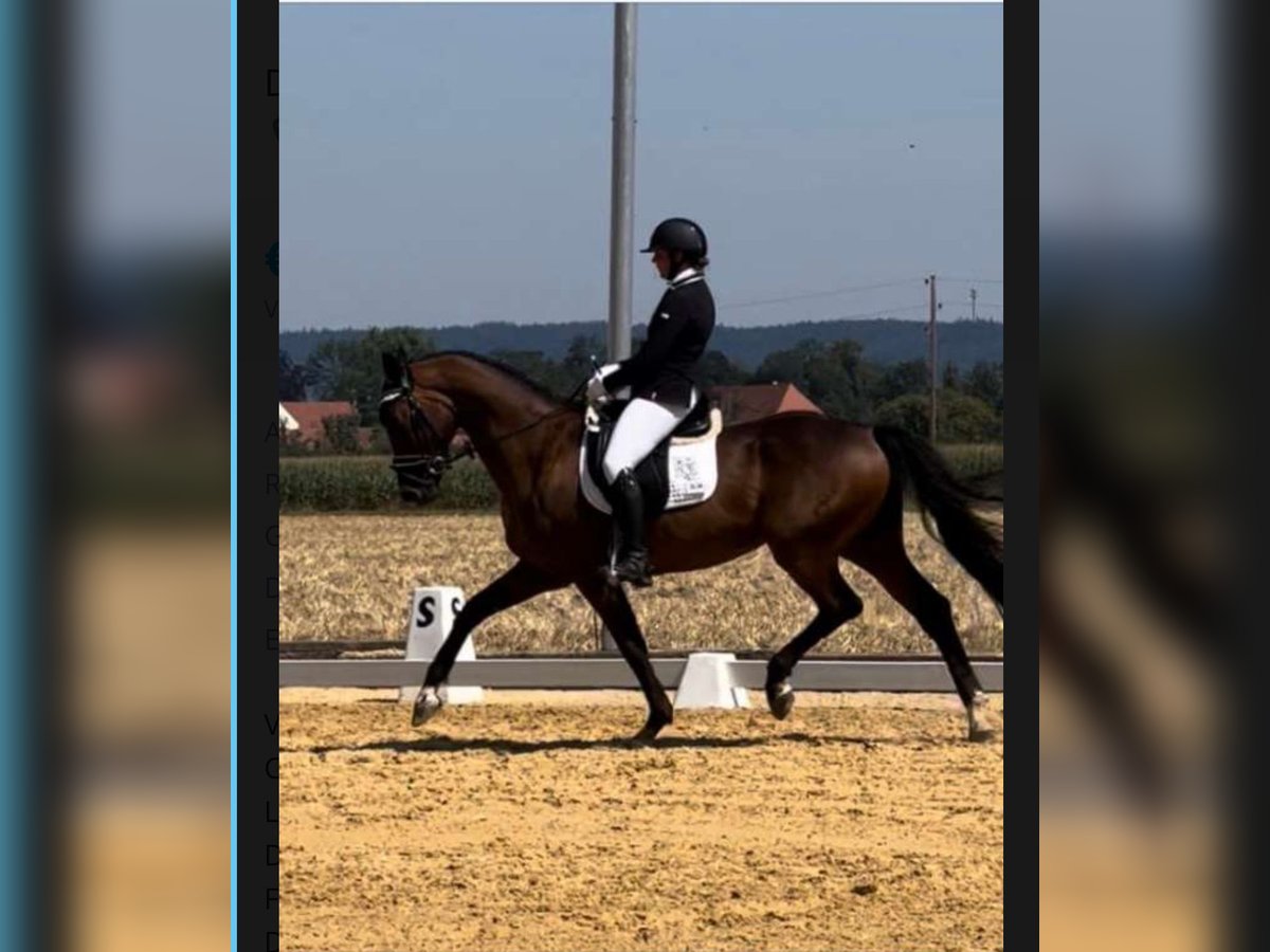 Deutsches Sportpferd Wallach 10 Jahre 172 cm Brauner in Seewalchen