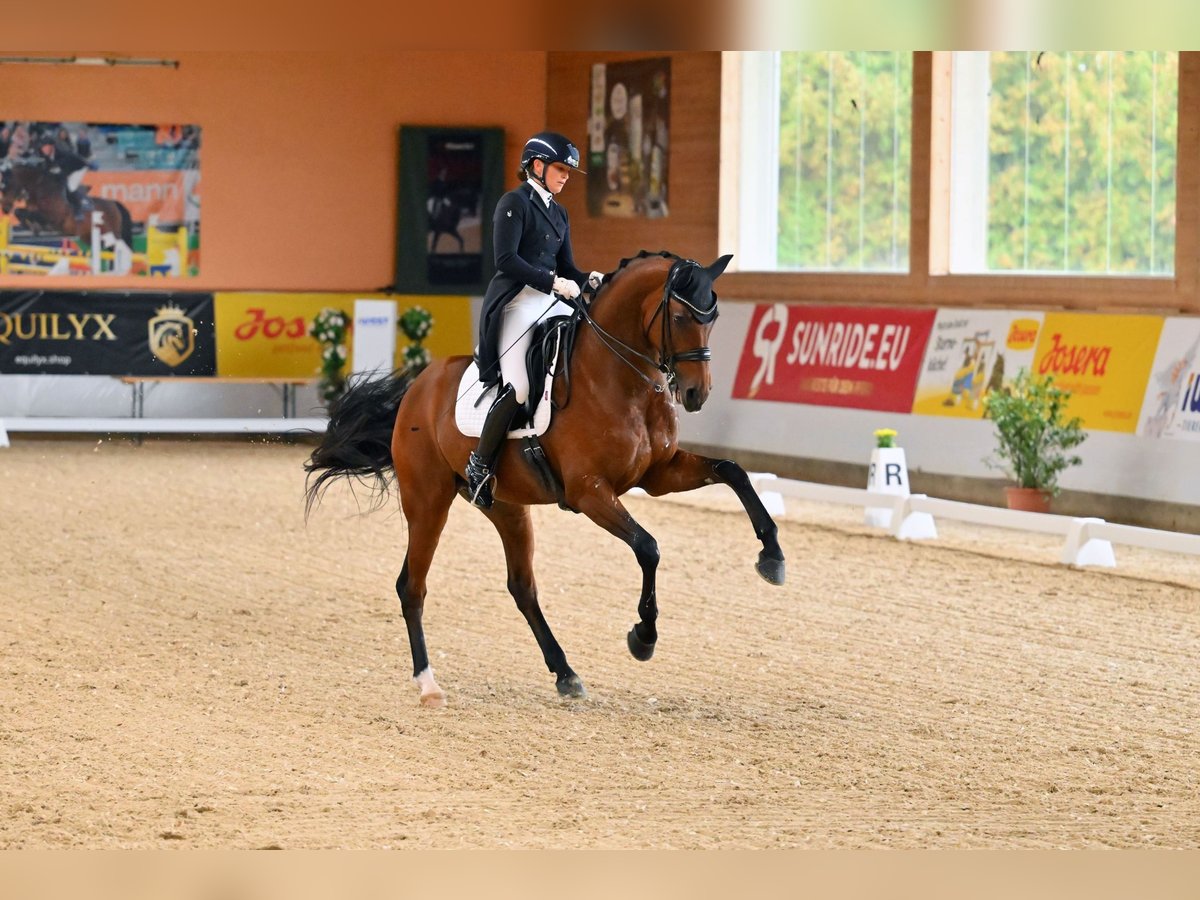 Deutsches Sportpferd Wallach 10 Jahre 172 cm Brauner in Jengen