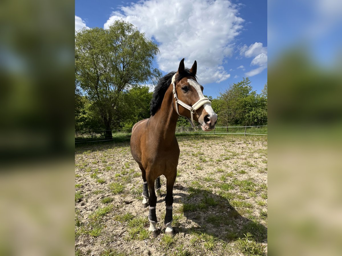 Deutsches Sportpferd Wallach 10 Jahre 173 cm Hellbrauner in Neuenhagen