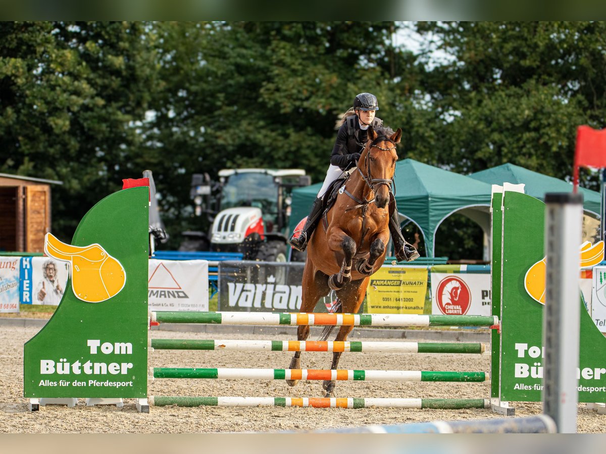 Deutsches Sportpferd Wallach 10 Jahre 174 cm Brauner in Bahretal