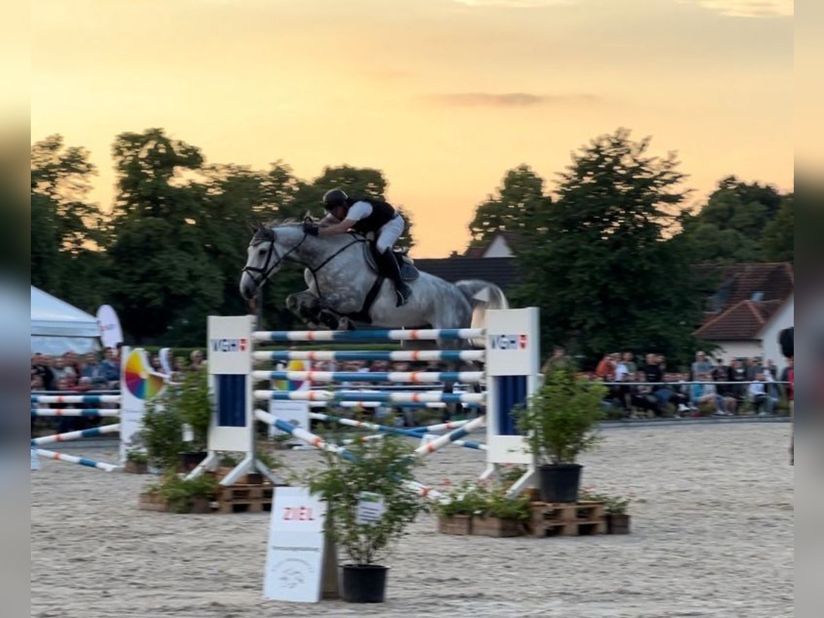 Deutsches Sportpferd Wallach 10 Jahre 176 cm Schimmel in Uetze