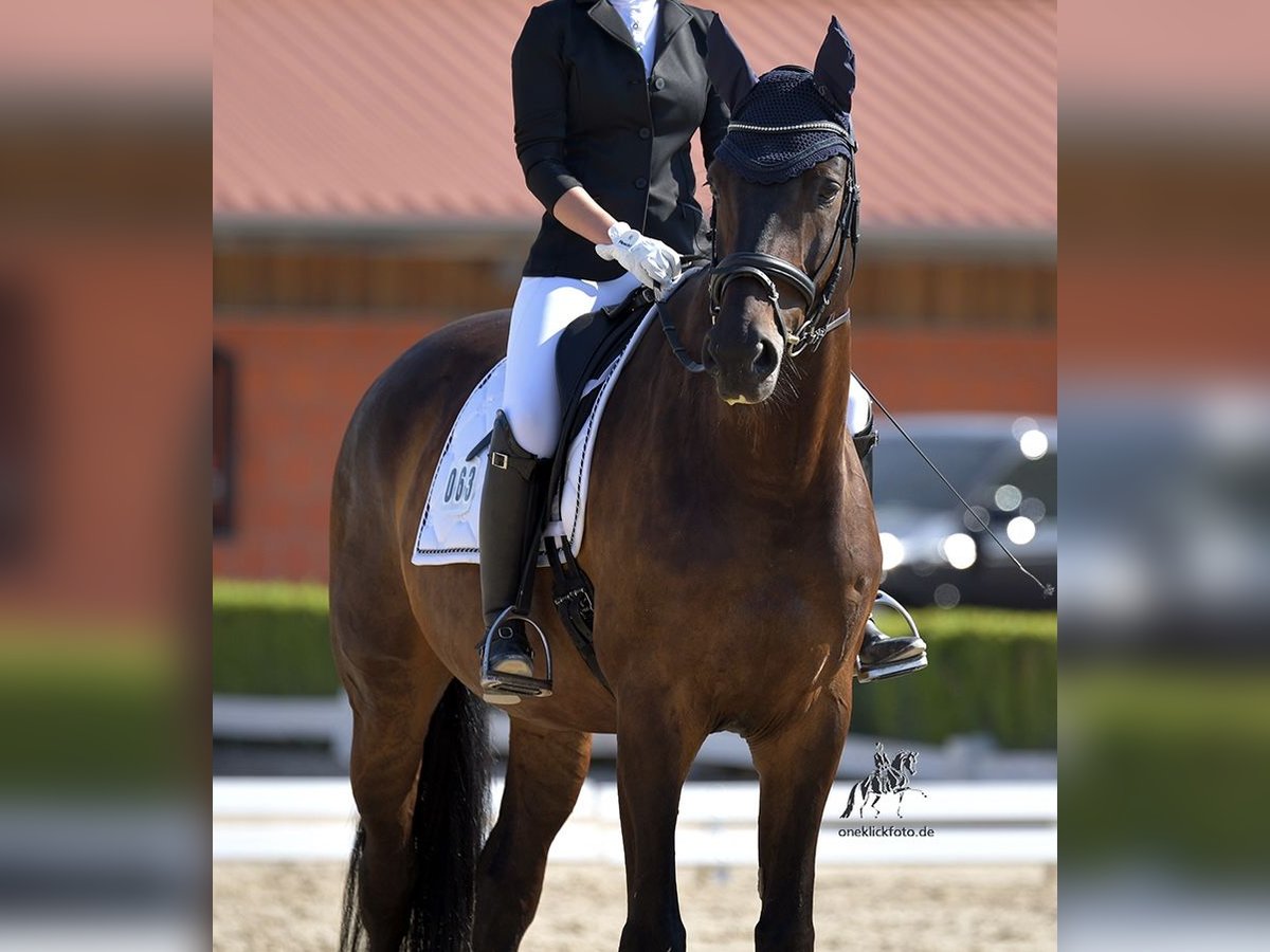 Deutsches Sportpferd Wallach 10 Jahre 178 cm Schwarzbrauner in Schweitenkirchen