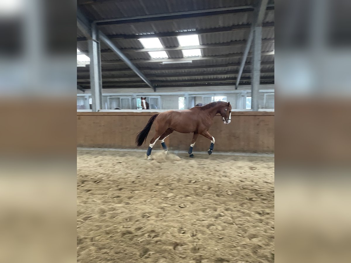 Deutsches Sportpferd Wallach 10 Jahre 180 cm Fuchs in Willich