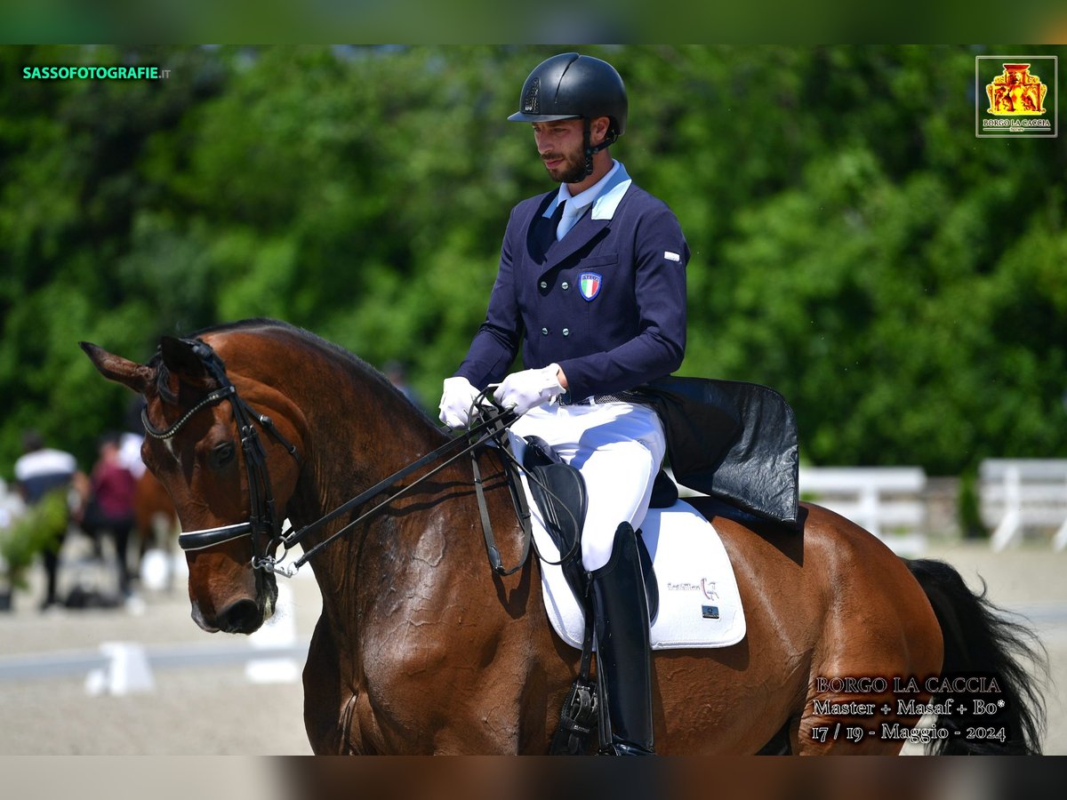 Deutsches Sportpferd Wallach 10 Jahre 185 cm Brauner in ALBAIRATE