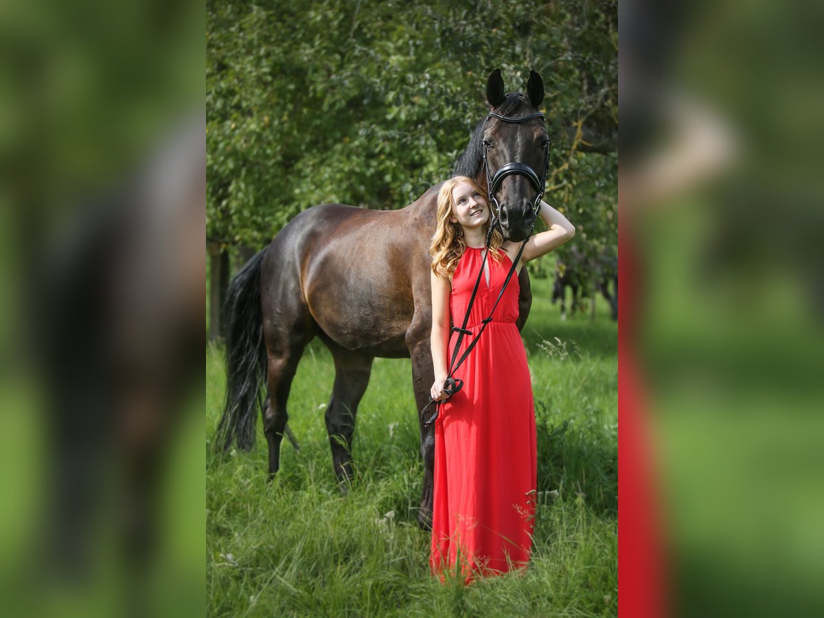 Deutsches Sportpferd Wallach 11 Jahre 162 cm Schwarzbrauner in Buchen (Odenwald)