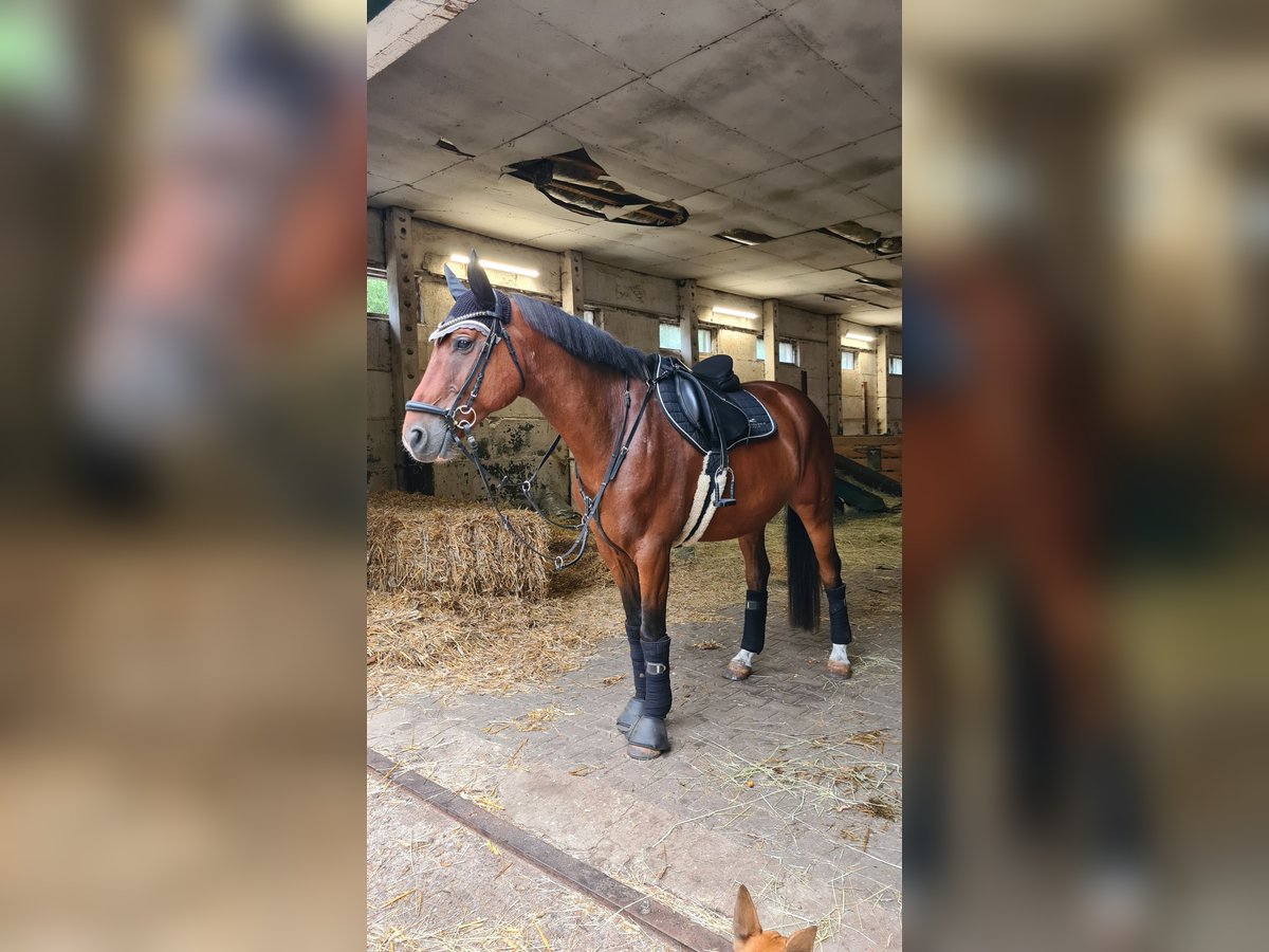 Deutsches Sportpferd Wallach 11 Jahre 165 cm Brauner in Nennhausen