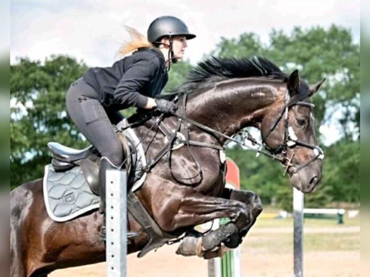 Deutsches Sportpferd Wallach 11 Jahre 165 cm Schwarzbrauner in Norden Norden
