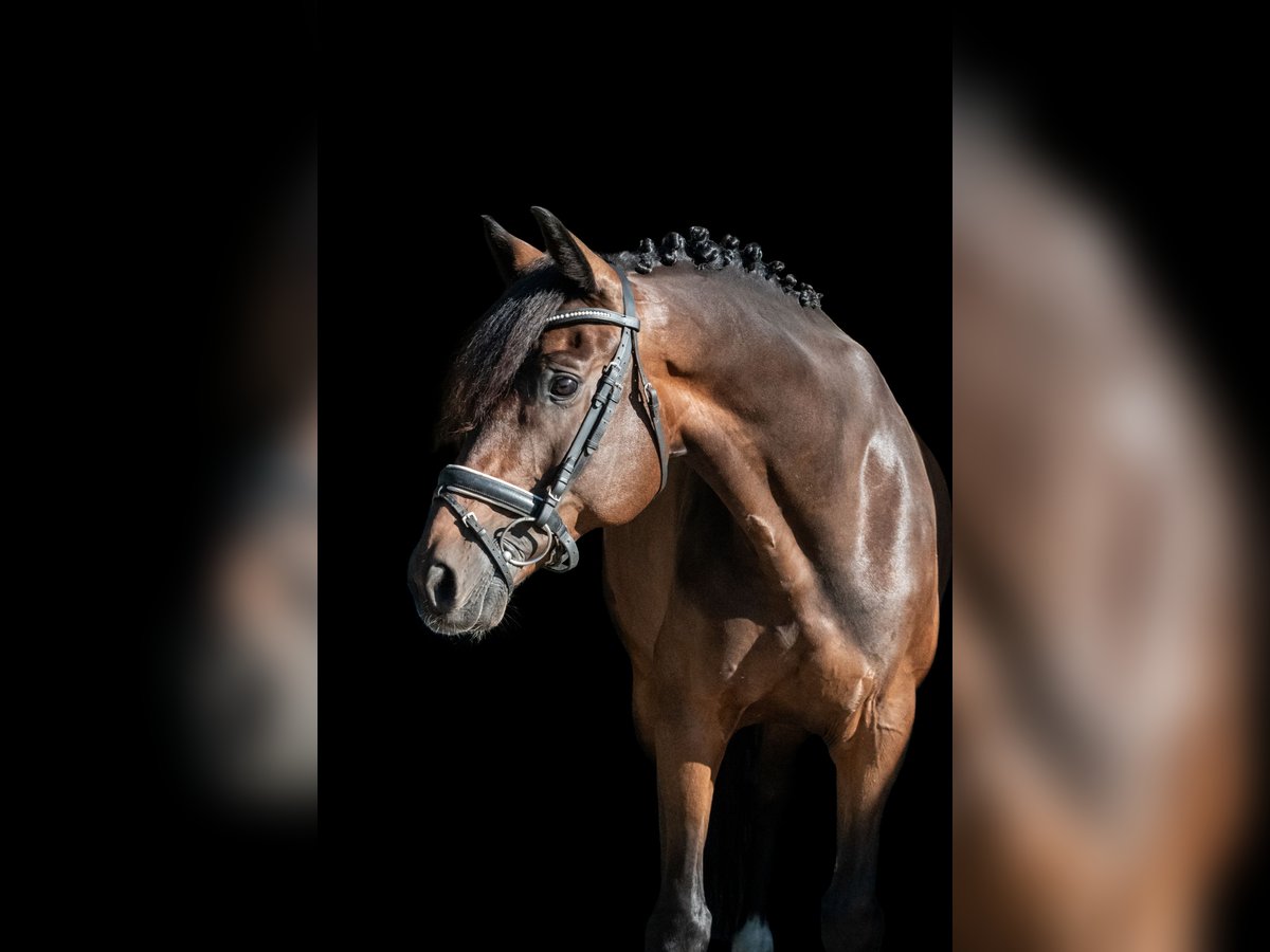 Deutsches Sportpferd Wallach 11 Jahre 166 cm Brauner in Altenberge