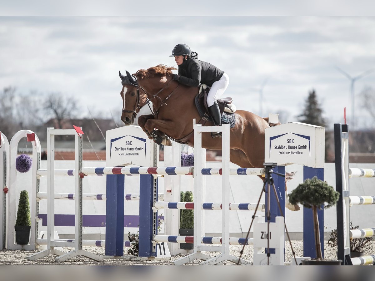 Deutsches Sportpferd Wallach 11 Jahre 167 cm Fuchs in Sebnitz