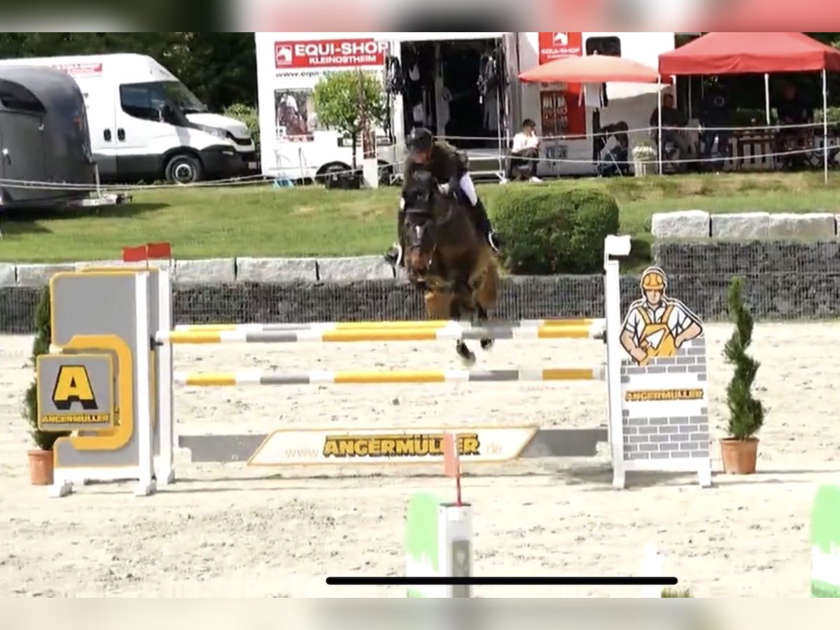 Deutsches Sportpferd Wallach 11 Jahre 168 cm Brauner in Rauschwitz