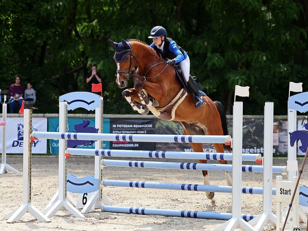 Deutsches Sportpferd Wallach 11 Jahre 168 cm Brauner in Treuenbrietzen