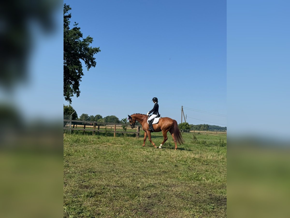 Deutsches Sportpferd, Wallach in Karlsfeld