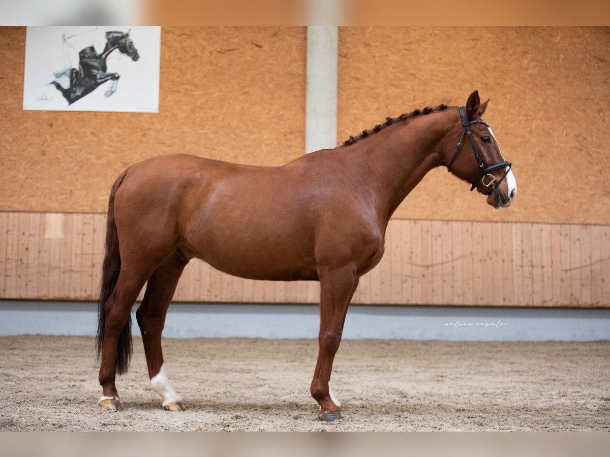 Deutsches Sportpferd Wallach 11 Jahre 168 cm Fuchs in Illertissen