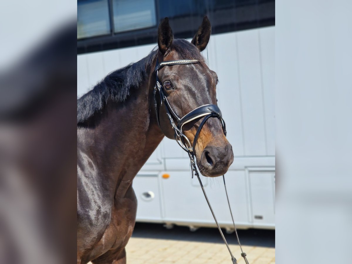 Deutsches Sportpferd Wallach 11 Jahre 170 cm Schwarzbrauner in Gräfelfing