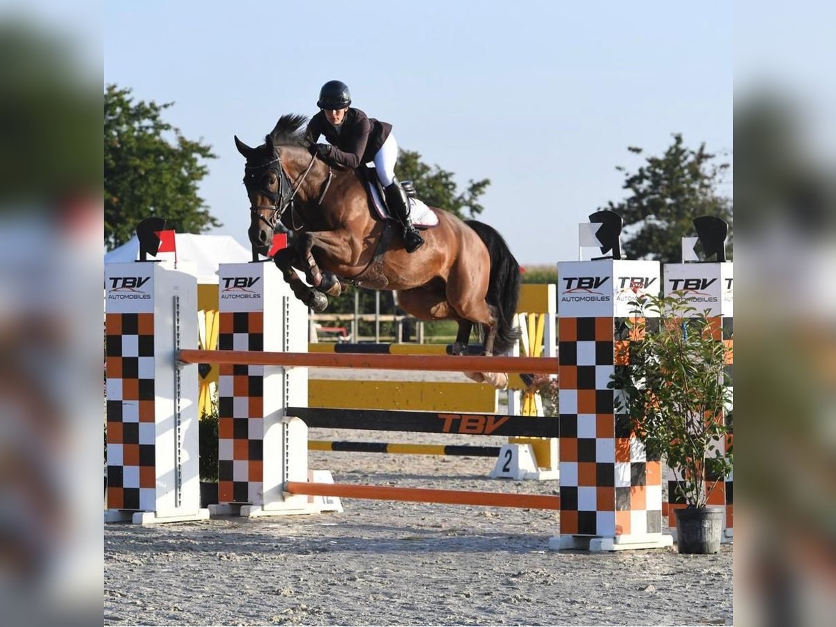 Deutsches Sportpferd Wallach 11 Jahre 172 cm Dunkelbrauner in istanbul
