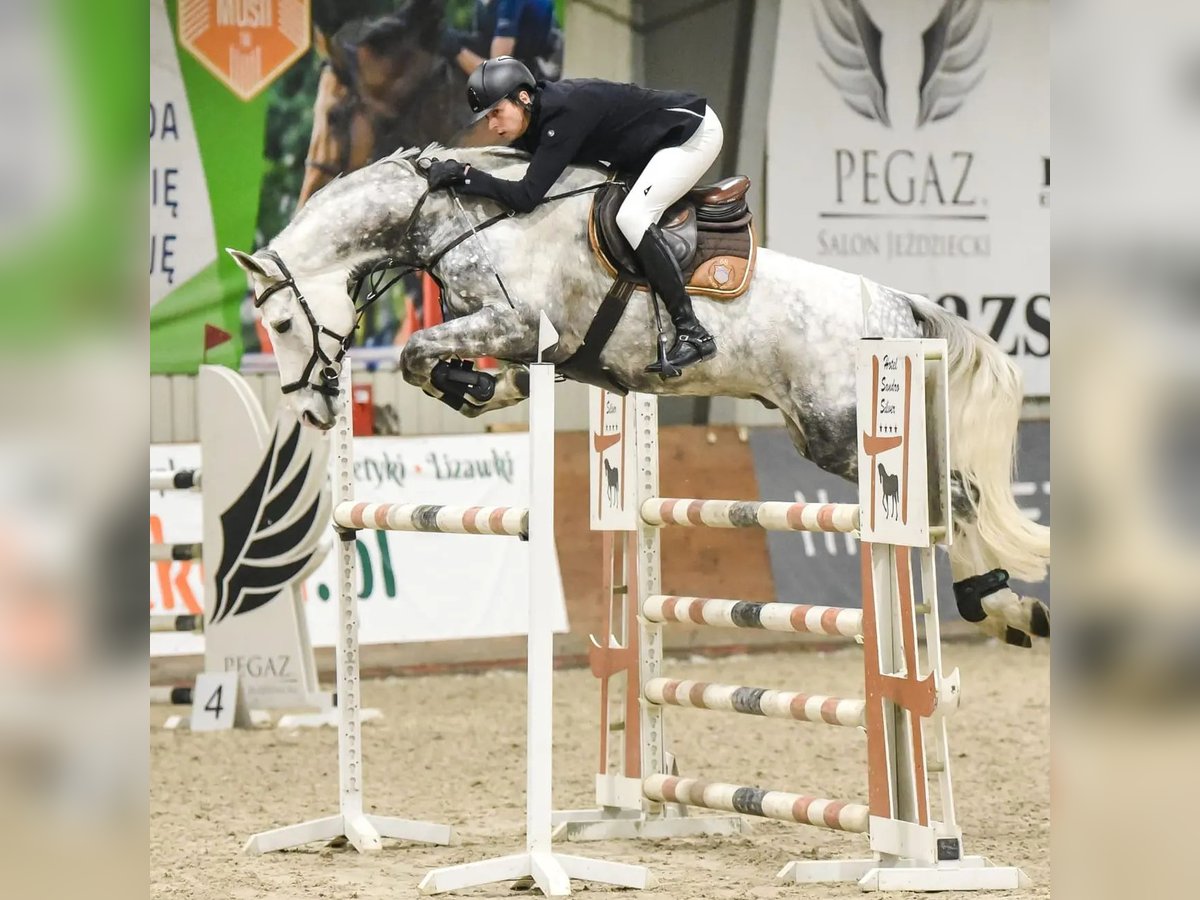 Deutsches Sportpferd Wallach 11 Jahre 172 cm Schimmel in Warszawa