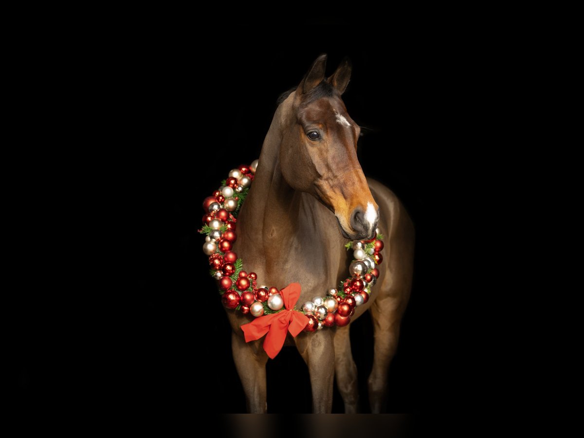 Deutsches Sportpferd Wallach 11 Jahre 173 cm Dunkelbrauner in Niederkr&#xFC;chten