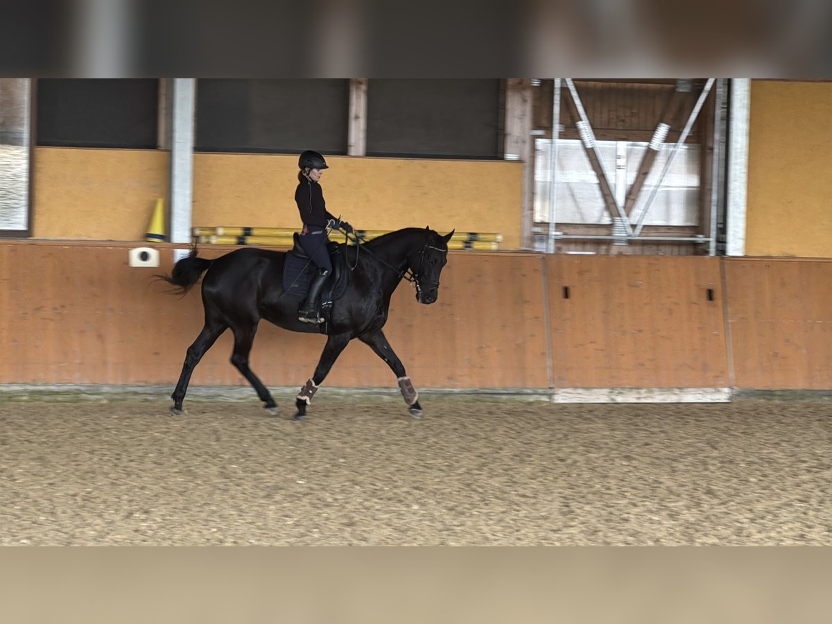 Deutsches Sportpferd Wallach 11 Jahre 175 cm Rappe in Schwaigern