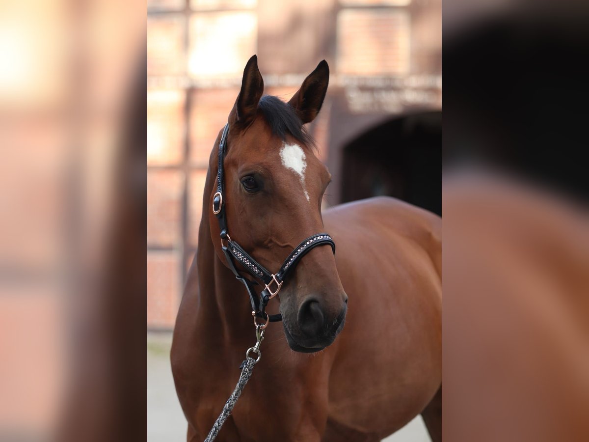 Deutsches Sportpferd Wallach 11 Jahre 176 cm Brauner in Winsen (Aller)
