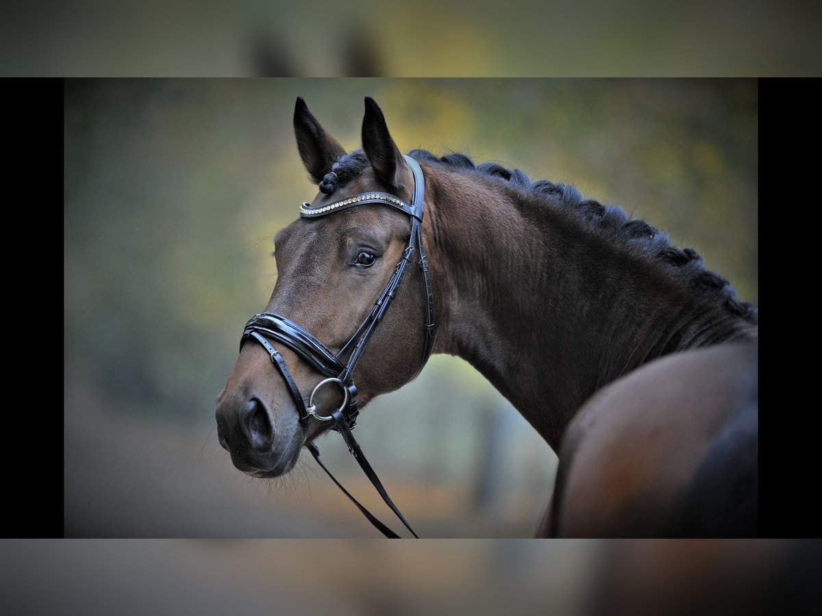 Deutsches Sportpferd, Wallach in Willstätt