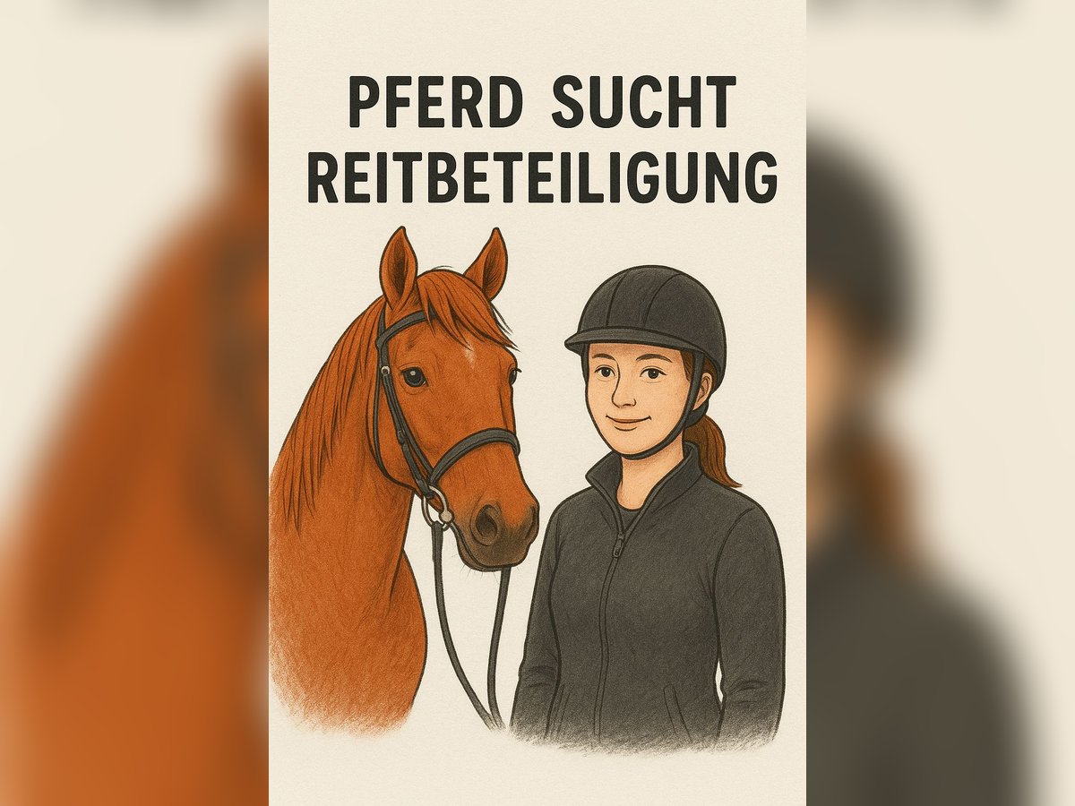Deutsches Sportpferd Wallach 11 Jahre in Karben Deutsches Sportpferd Wallach 11 Jahre in Karben
