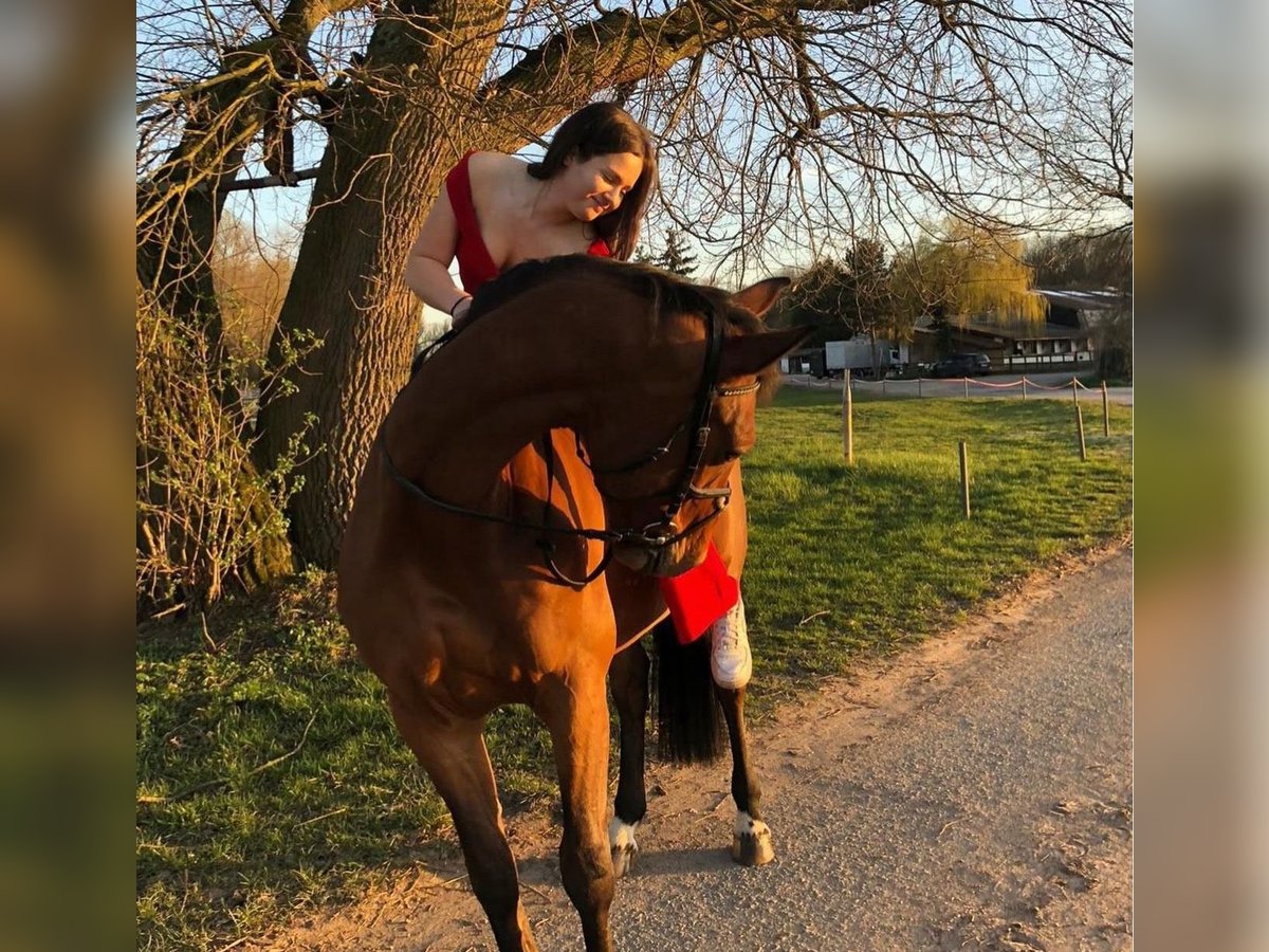 Deutsches Sportpferd Wallach 12 Jahre 167 cm Brauner in Weiterstadt