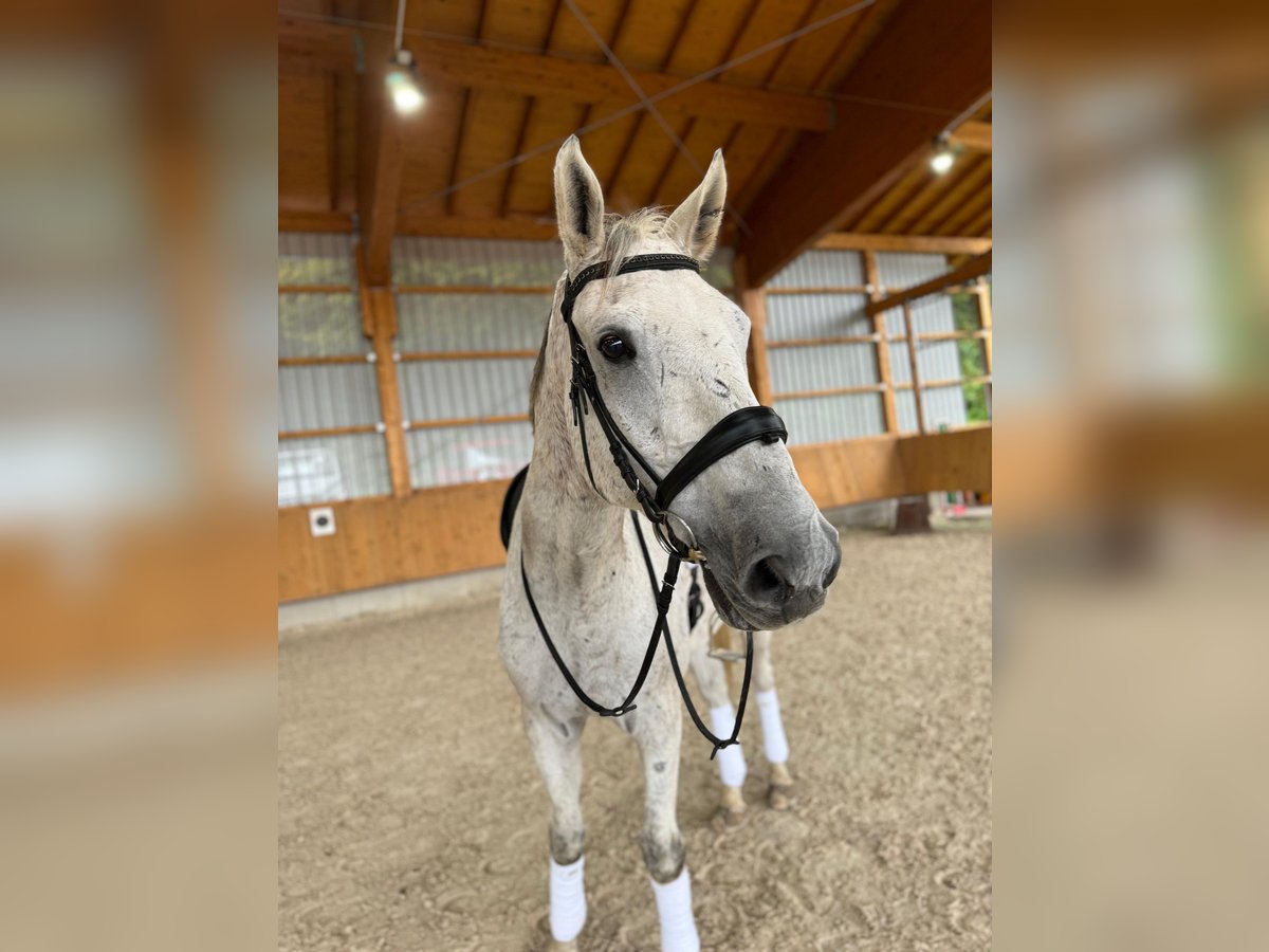 Deutsches Sportpferd Wallach 12 Jahre 173 cm Schimmel in Aying