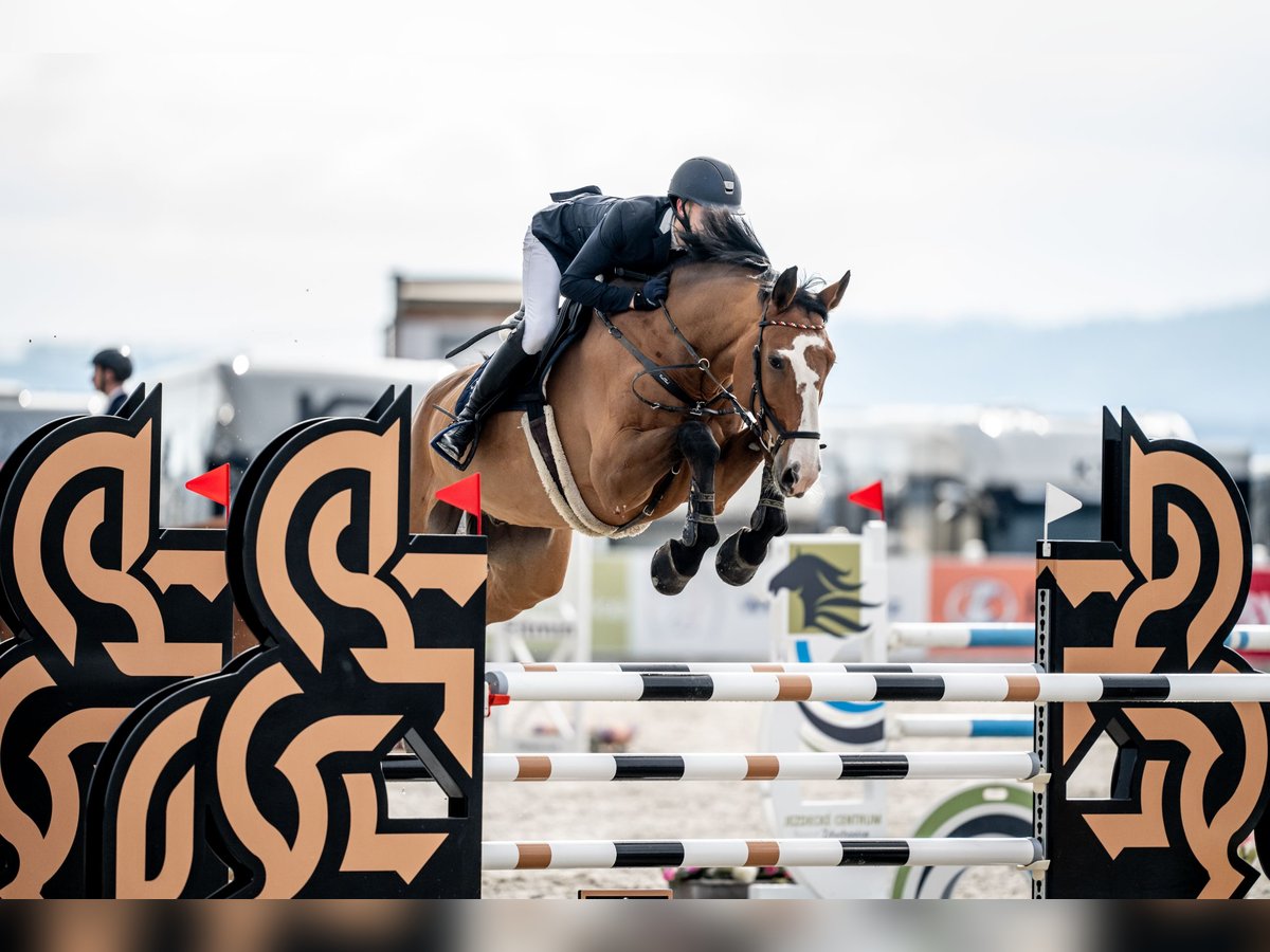 Deutsches Sportpferd Wallach 12 Jahre 180 cm Brauner in NeuruppinNeuruppin