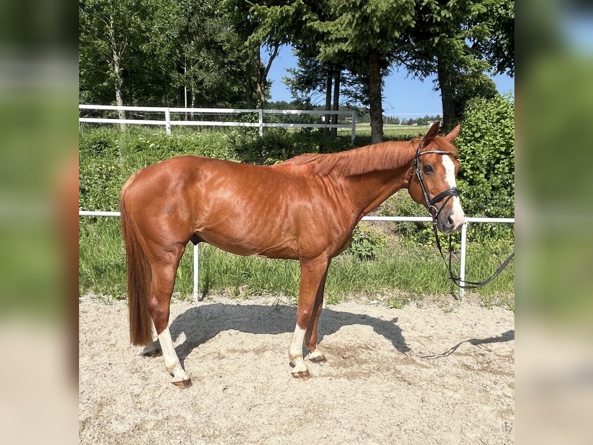 Deutsches Sportpferd Wallach 13 Jahre 162 cm Fuchs in Pelmberg