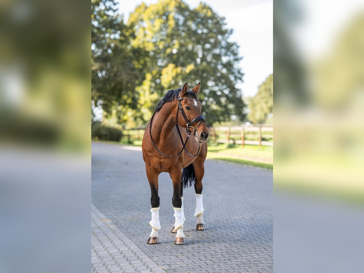 Deutsches Sportpferd Wallach 13 Jahre 169 cm Dunkelbrauner in Fehrbellin