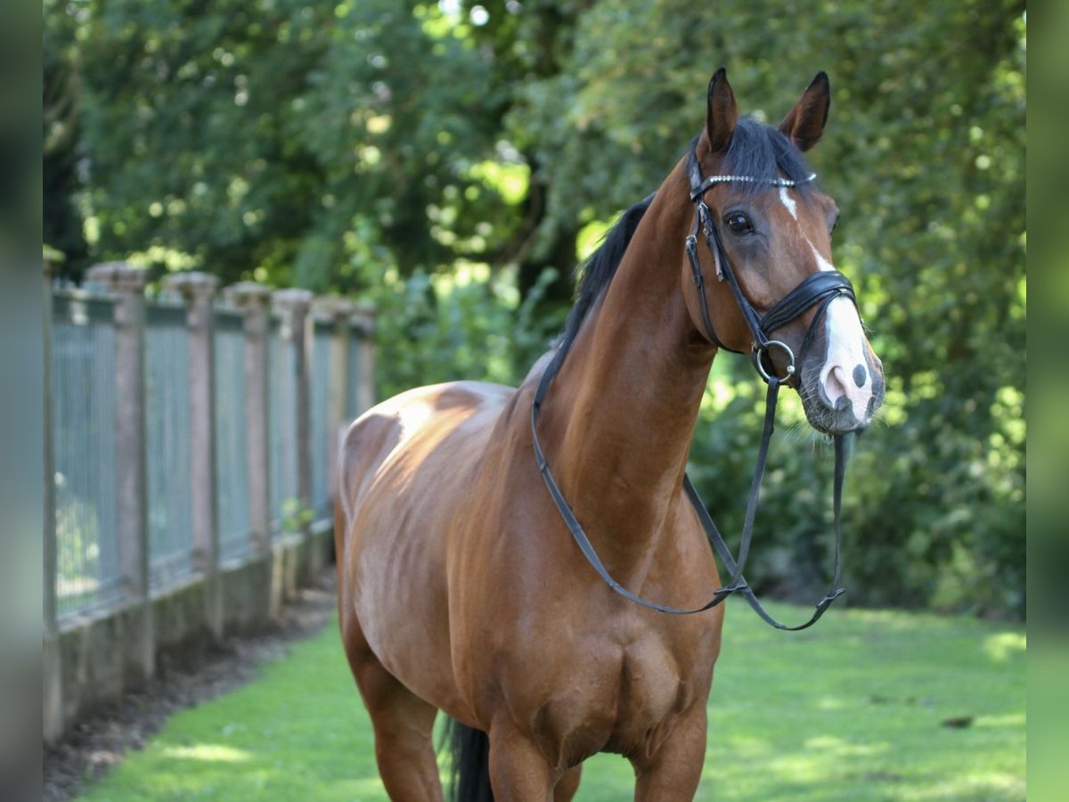 Deutsches Sportpferd Wallach 14 Jahre 166 cm Brauner in N&#xF6;rten-Hardenberg