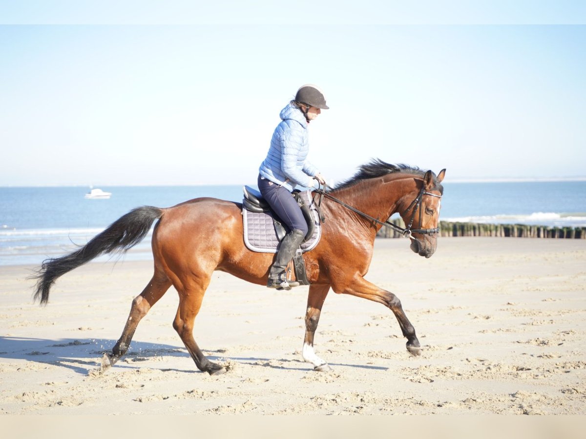 Deutsches Sportpferd Wallach 14 Jahre 168 cm Hellbrauner in Hofgeismar Deutsches Sportpferd Wallach 14 Jahre 168 cm Hellbrauner in Hofgeismar