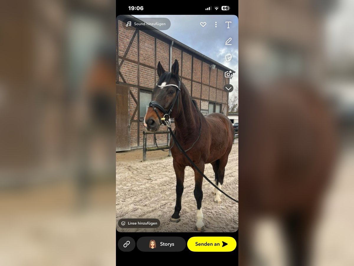 Deutsches Sportpferd Wallach 14 Jahre 170 cm Brauner in Heidesheim am Rhein