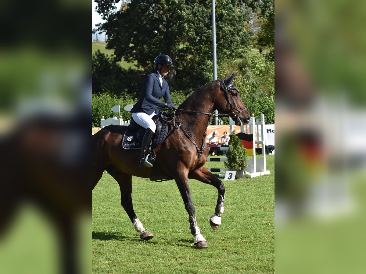 Deutsches Sportpferd Wallach 14 Jahre 170 cm Brauner in Dinkelsb&#xFC;hl