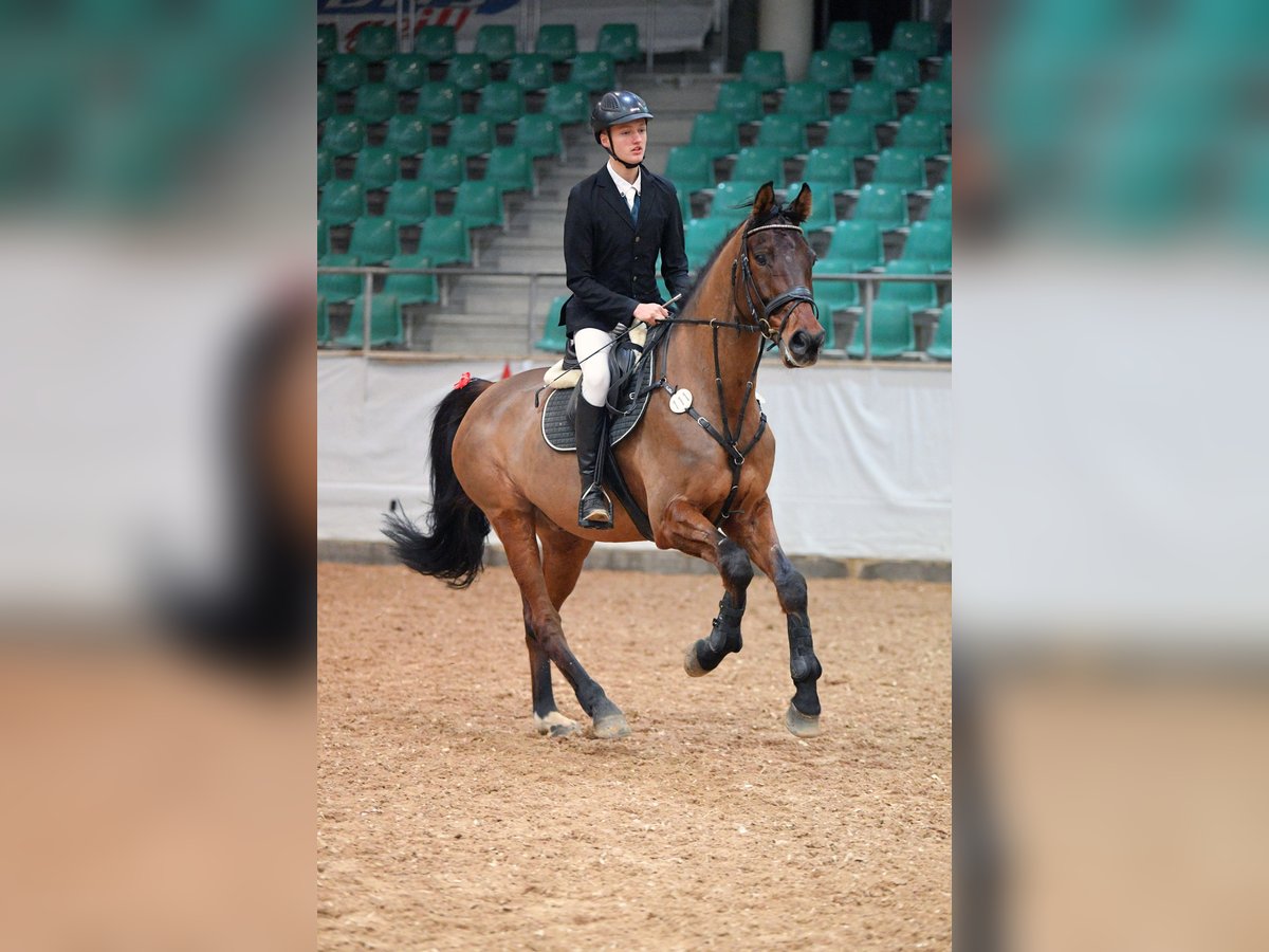 Deutsches Sportpferd Wallach 14 Jahre 173 cm Brauner in Lunzenau
