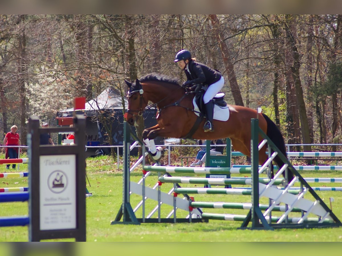 Deutsches Sportpferd Wallach 14 Jahre 180 cm Brauner in Diera