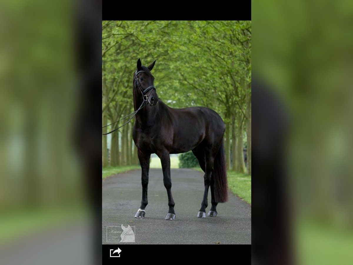 Deutsches Sportpferd Wallach 14 Jahre 180 cm Schwarzbrauner in Bielefeld